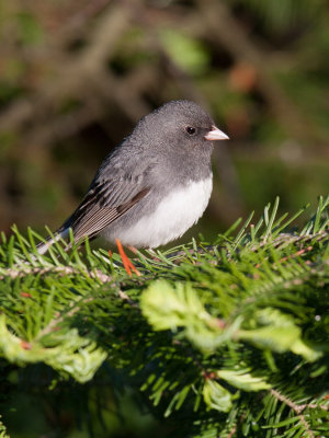 Junco ardois -- Dark-eyed Junco