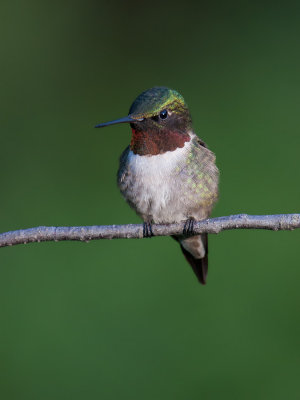Colibri  gorge rubis -- _MG_0334 -- Ruby-throated Hummingbird