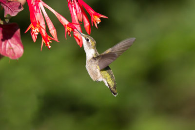 Colibri  gorge rubis --- _E5H5441 --- Ruby-throated Hummingbird