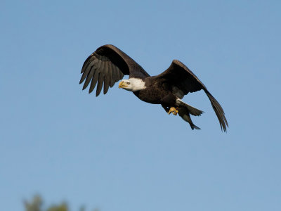 Pygargue  tte blanche -- _E5H2115 -- Bald Eagle