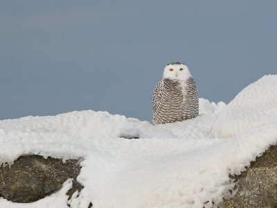 Harfang des neiges -- _E5H3704 -- Snowy Owl