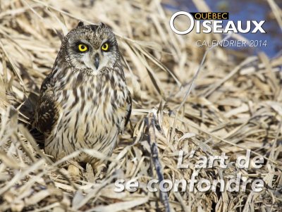 Hibou des marais -- Short-eared Owl