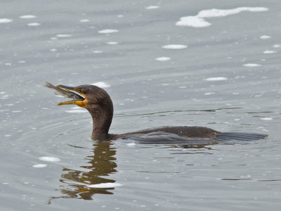 Cormoran  aigrettes -- Double-crested Cormorant -- _E5H0341