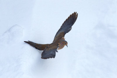 Tourterelle triste -- _E5H3771 -- Mourning Dove