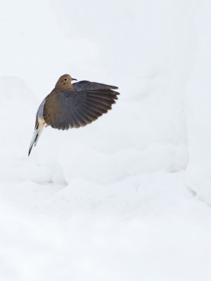 Tourterelle triste -- _E5H3883 -- Mourning Dove