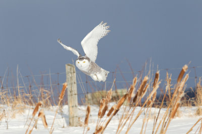 Harfang des neiges -- _E5H4276 -- Snowy Owl