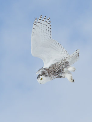 Harfang des neiges -- _E5H4062 -- Snowy Owl