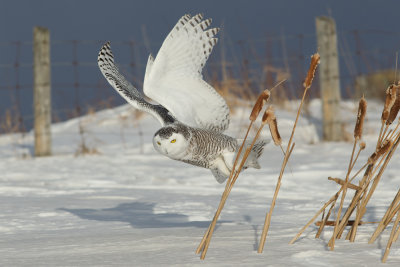 Harfang des neiges -- _E5H4280 -- Snowy Owl