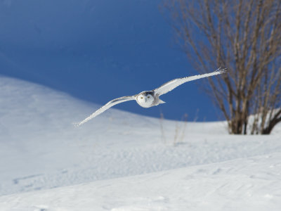 Harfang des neiges -- _E5H4442 -- Snowy Owl