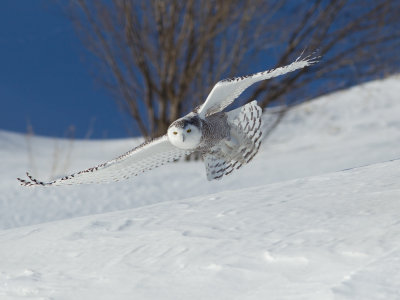 Harfang des neiges -- _E5H4446 -- Snowy Owl