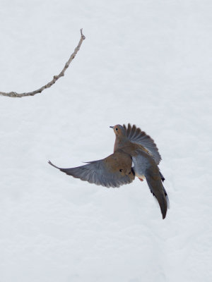 Tourterelle triste -- Mourning Dove