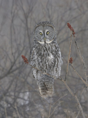Chouette lapone -- 226_2660 -- Great Gray Owl