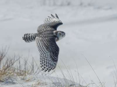 Harfang des neiges -- _E5H4475 -- Snowy Owl