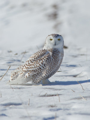 Harfang des neiges - _E5H4821 - Snowy Owl