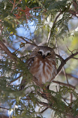Petite Nyctale -- _MG_7007 -- Northern Saw-whet Owl