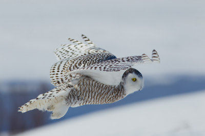 Harfang des neiges -- _E5H4606 -- Snowy Owl