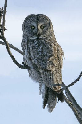 Chouette lapone -- _Z0U0560 -- Great Gray Owl