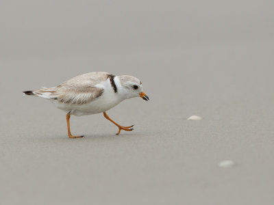 Pluvier siffleur - _E5H6954 - Piping Plover