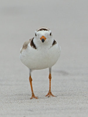 Pluvier siffleur - _E5H6830 - Piping Plover