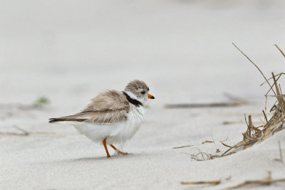 Pluvier siffleur --- _E5H6984 --- Piping Plover