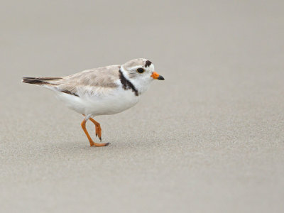 Pluvier siffleur - _E5H6136 -  Piping Plover