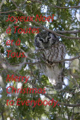 Nyctale de Tengmalm --- 221_2128 --- Boreal Owl
