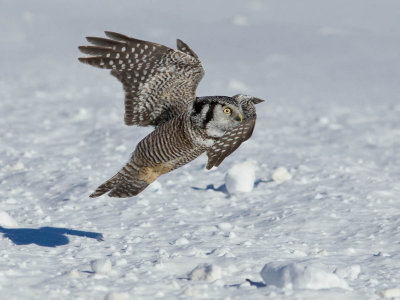 Chouette pervire -- _E5H5374 -- Northern Hawk Owl