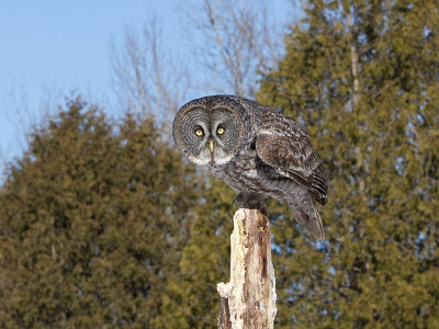 Chouette lapone - _E5H5557 - Great Gray Owl