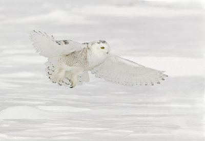 Harfang des neiges --- _Z0U1237 --- Snowy Owl