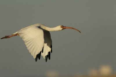 Ibis blanc --- _E5H1823 --- White Ibis