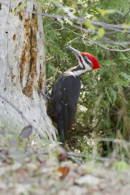 Grand Pic --- _E5H6641 --- Pileated Woodpecker