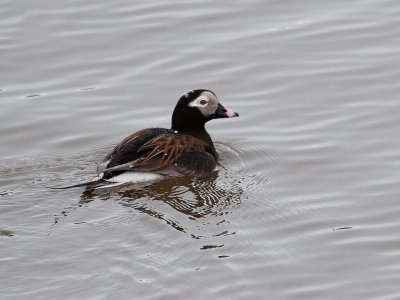 Kakawi - Canard  longue queue - _MG_1423 - Long-tailed Duck