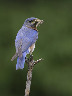 Merlebleu de l'Est -- Eastern Bluebird -- 172_7203