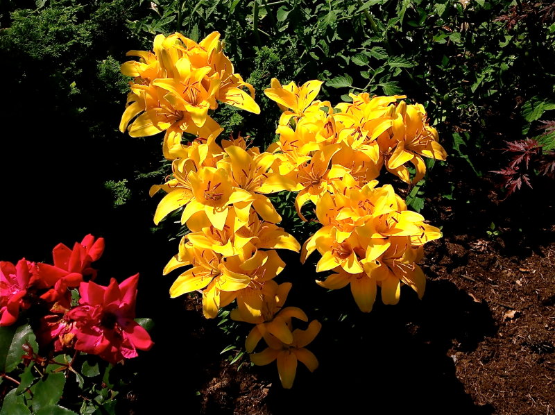 Moms Lilies