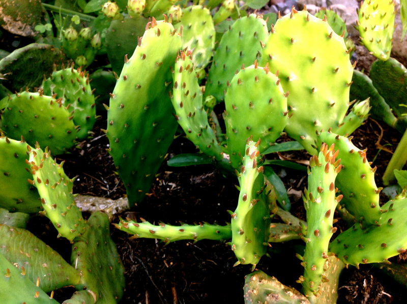 Prickly