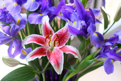 Spring Flowers