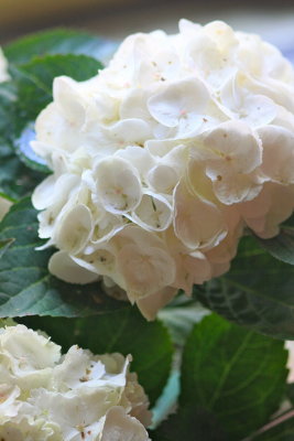 Spring Flowers