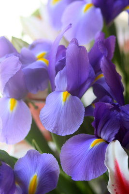 Spring Flowers