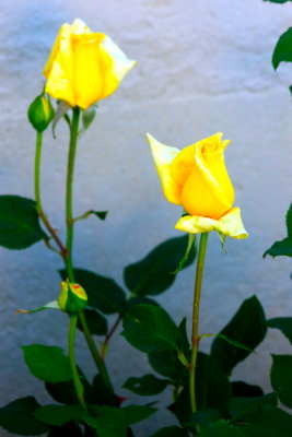 Mom's Yellow Roses