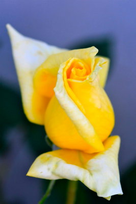 Mom's Yellow Rose