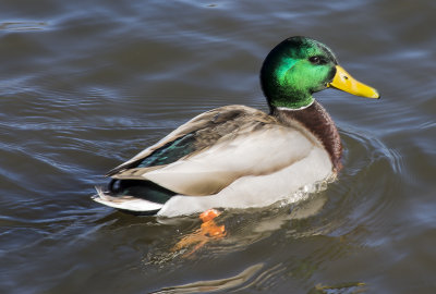duck2.jpg
