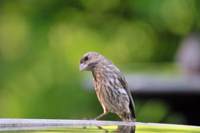 Female House Finch