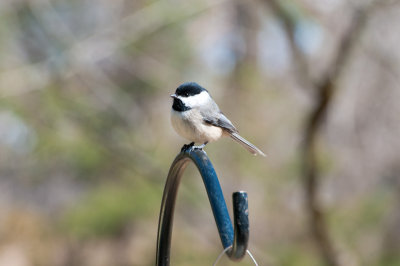 Black-Capped Chickadee