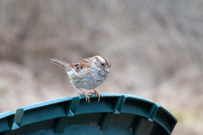 White-Throated Sparrow