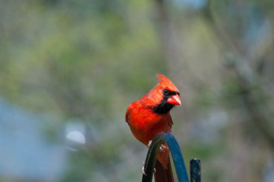 Cardinal