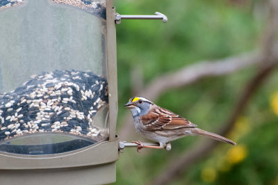 White-Throated Sparrow