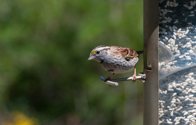 White-Throated Sparrow