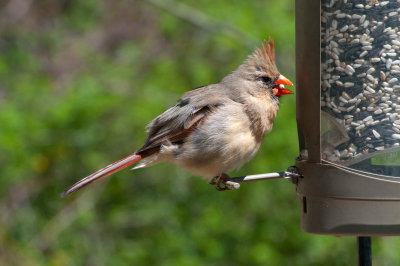 Female Cardinal