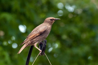 Juvenile Starling