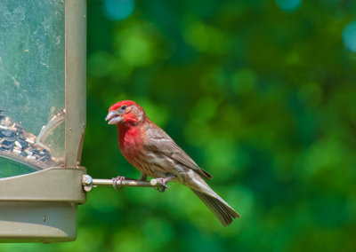 House Finch